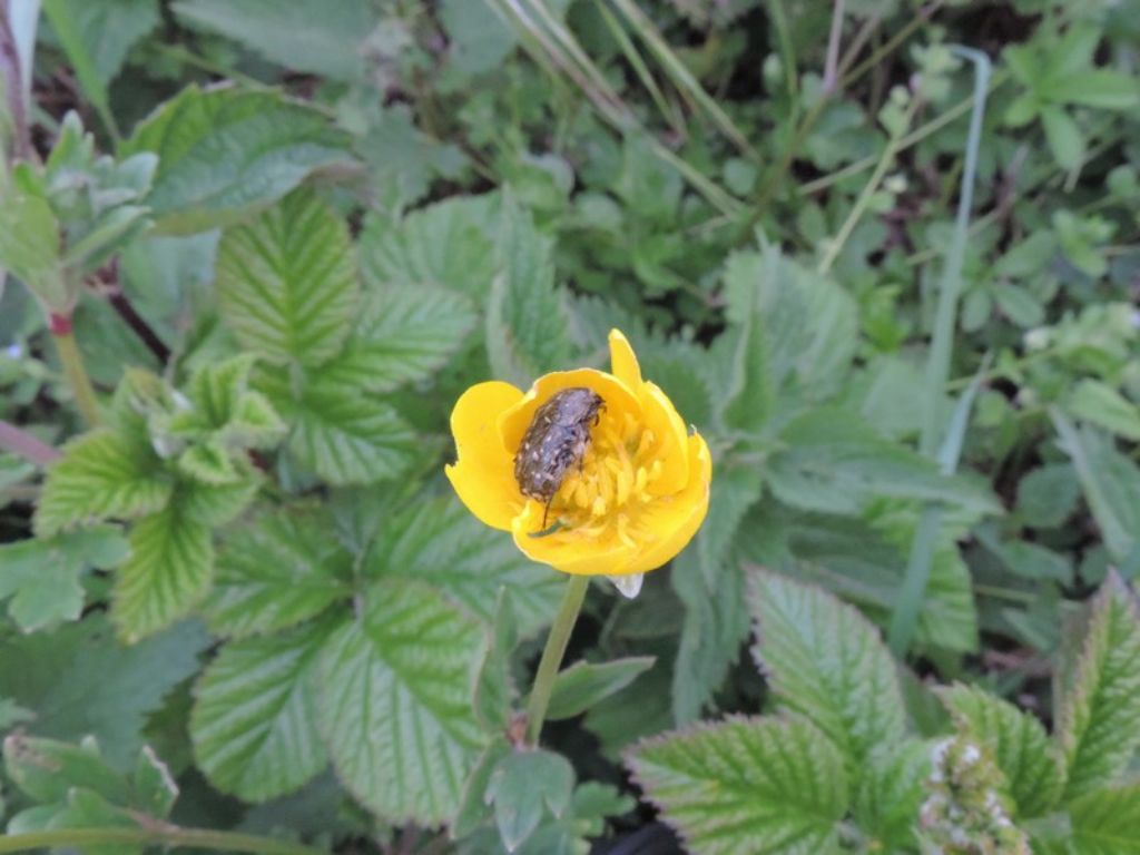 insetto nel fiore